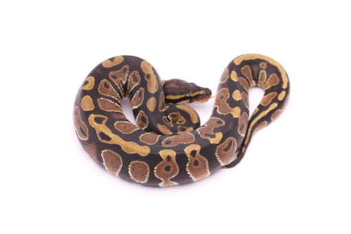 Africa import dinker ball python for sale