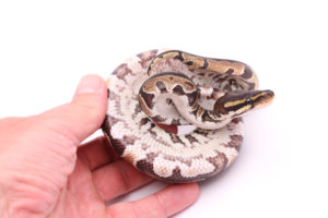 Africa import dinker ball python for sale