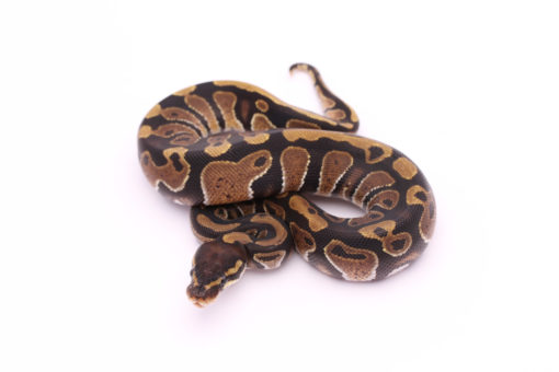 Africa import dinker ball python for sale