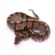 Africa import dinker ball python for sale