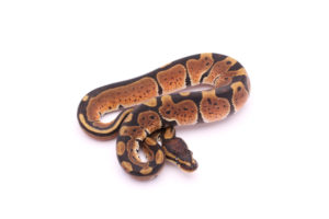 Africa import dinker ball python for sale