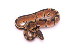 Africa import dinker ball python for sale