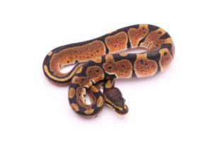 Africa import dinker ball python for sale
