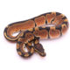 Africa import dinker ball python for sale
