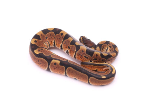 Africa import dinker ball python for sale