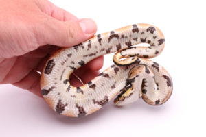 Africa import dinker ball python for sale
