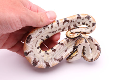 Africa import dinker ball python for sale