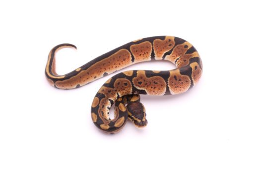 Africa import dinker ball python for sale