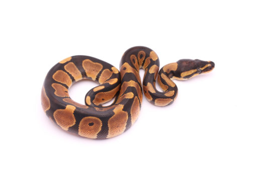 Africa import dinker ball python for sale