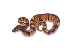 Africa import dinker ball python for sale