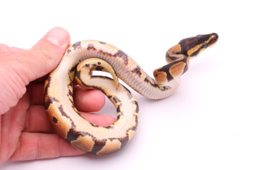 Africa import dinker ball python for sale