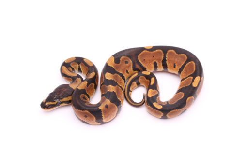 Africa import dinker ball python for sale