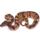 Africa import dinker ball python for sale