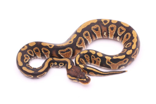 Africa import dinker ball python for sale