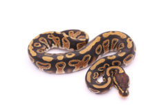 Africa import dinker ball python for sale