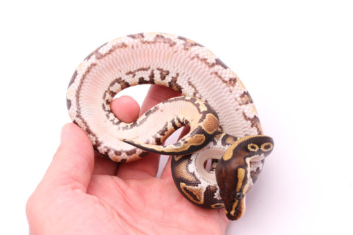 Africa import dinker ball python for sale