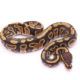 Africa import dinker ball python for sale