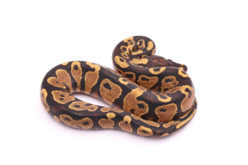 Africa import dinker ball python for sale