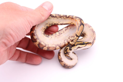 Africa import dinker ball python for sale