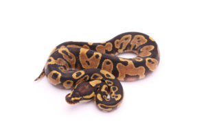 Africa import dinker ball python for sale