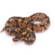 Africa import dinker ball python for sale