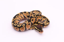 Africa import dinker ball python for sale