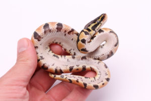 Africa import dinker ball python for sale