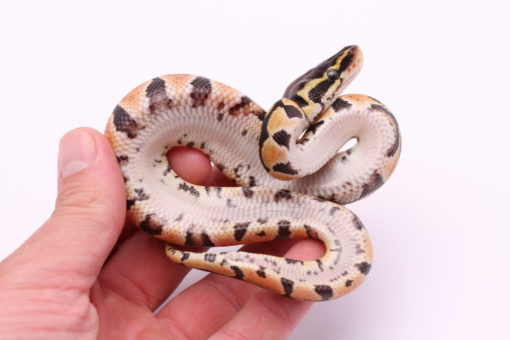 Africa import dinker ball python for sale