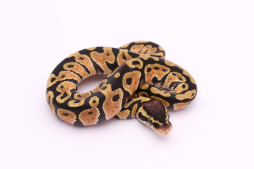 Africa import dinker ball python for sale