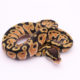 Africa import dinker ball python for sale
