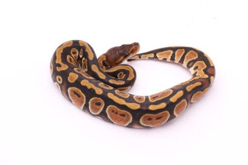 Africa import dinker ball python for sale