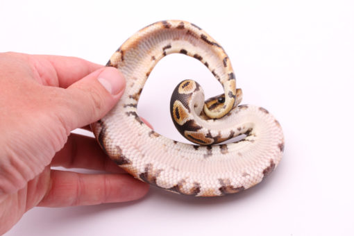 Africa import dinker ball python for sale