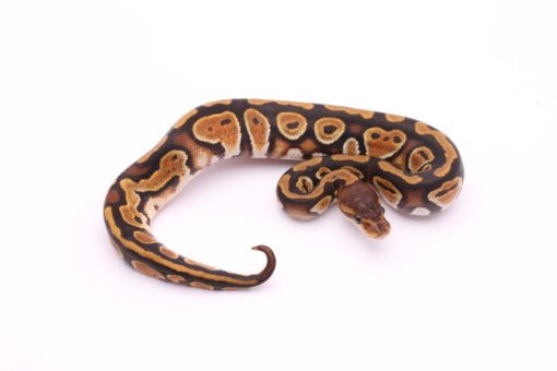 Africa import dinker ball python for sale