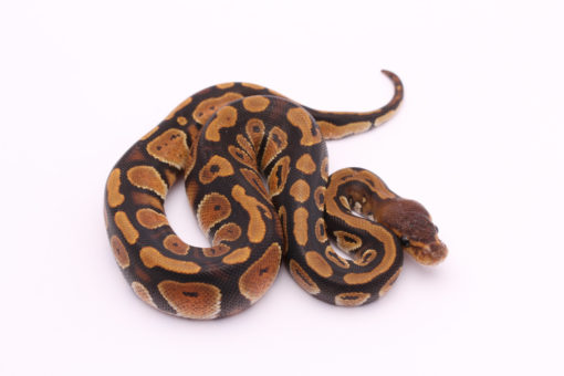 Africa import dinker ball python for sale