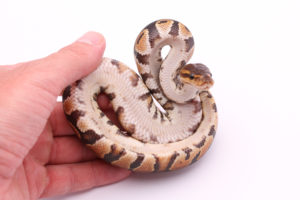 Africa import dinker ball python for sale