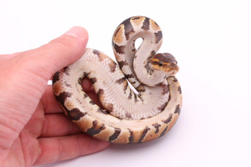 Africa import dinker ball python for sale