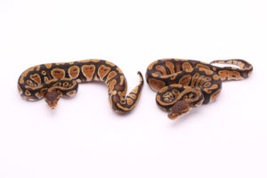 Africa import dinker ball python for sale