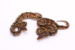 Africa import dinker ball python for sale