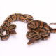 Africa import dinker ball python for sale