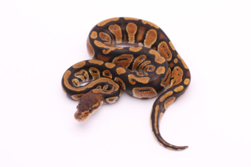 Africa import dinker ball python for sale