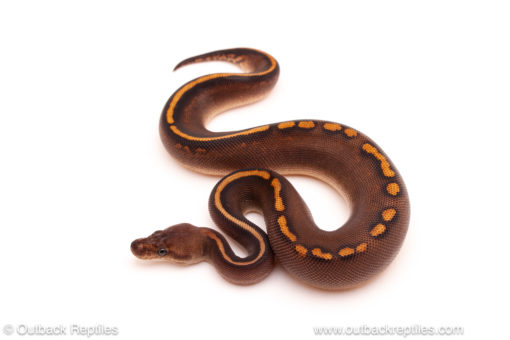 ball python for sale