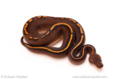 ball python for sale