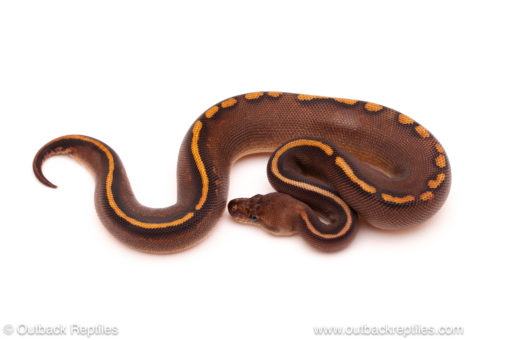 ball python for sale