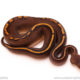 ball python for sale
