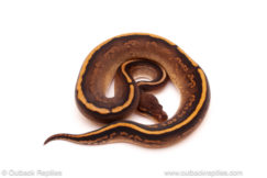 ball python for sale