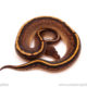 ball python for sale