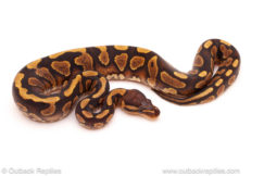 ball python for sale