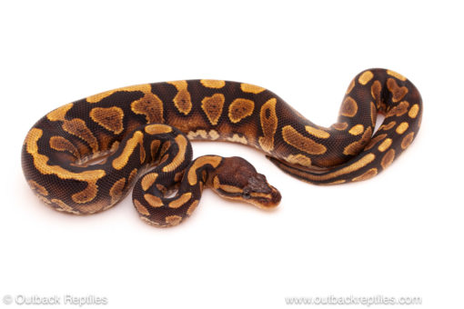 ball python for sale