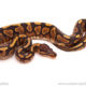 ball python for sale