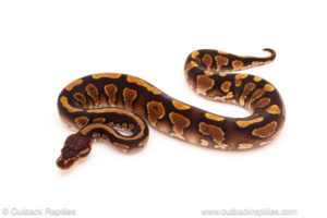 ball python for sale